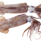 Illustration for article titled Squid Have Marathon Sex Until Theyre Too Tired To Swim Away From Predators And Then Die